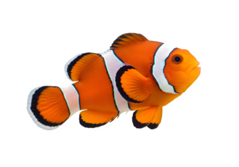A vibrant clownfish with striking orange and white stripes, isolated on white or transparent background. PNG
