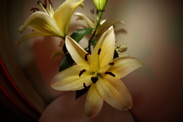 Lily blooms with elegant, trumpet-shaped petals in white, pink, or orange hues. Symbolizing purity...