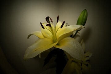 Lily blooms with elegant, trumpet-shaped petals in white, pink, or orange hues. Symbolizing purity and renewal, it emits a sweet fragrance and thrives in gardens and floral arrangements.