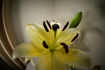 Lily blooms with elegant, trumpet-shaped petals in white, pink, or orange hues. Symbolizing purity...