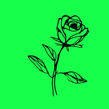 Minimalist black rose illustration animation, transparent 4K video, green screen