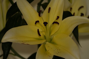 Lily blooms with elegant, trumpet-shaped petals in white, pink, or orange hues. Symbolizing purity and renewal, it emits a sweet fragrance and thrives in gardens and floral arrangements.
