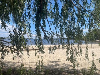 Trees on the beach