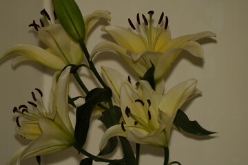 Lily blooms with elegant, trumpet-shaped petals in white, pink, or orange hues. Symbolizing purity and renewal, it emits a sweet fragrance and thrives in gardens and floral arrangements.