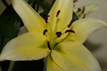 Lily blooms with elegant, trumpet-shaped petals in white, pink, or orange hues. Symbolizing purity and renewal, it emits a sweet fragrance and thrives in gardens and floral arrangements.