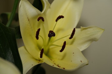 Lily blooms with elegant, trumpet-shaped petals in white, pink, or orange hues. Symbolizing purity...
