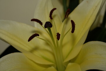 Lily blooms with elegant, trumpet-shaped petals in white, pink, or orange hues. Symbolizing purity...
