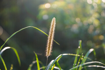 Napier grass flower against a beautiful morning blurred background 
