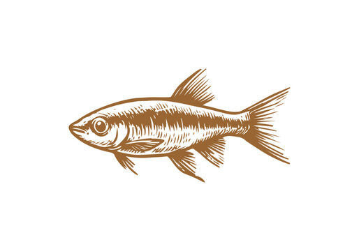 Minnow Fish Hand Drawn Natural Illustration Vector Isolated by AZ for Books, Arts, Design and Decoration Graphic Asset