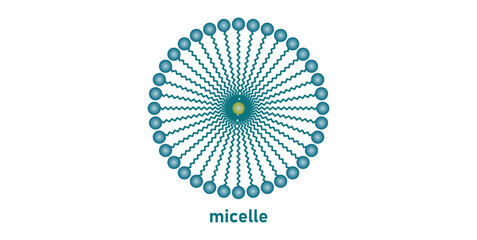 Structure of a Micelle in Chemistry.