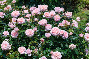 Beautiful rosette pink rose flowers blooming in a garden in Izu.