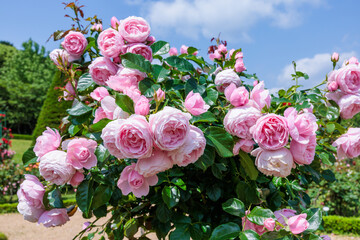 Beautiful rosette pink rose flowers blooming in a garden in Izu.
