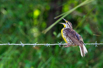 Eastern meadowlark (Sturnella magna) perching on a wire in the vicinity of Sebring, Florida