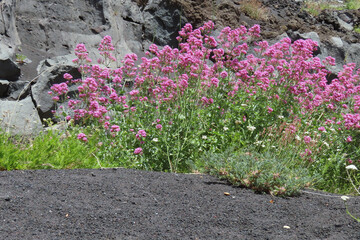 Volcanic lava and flowers on the slopes of Mount Etna, Italy, Sicily