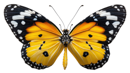 Monarch Butterfly's Beauty: A close-up view showcases the intricate beauty of a Monarch butterfly, its vibrant orange wings adorned with elegant black patterns.