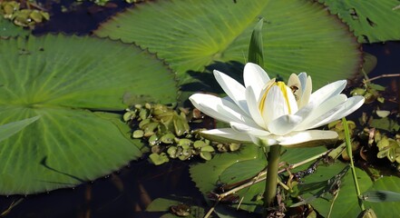 
White Water Lily, aquatic plant