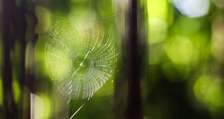 Spider web reflecting sunlight and blurred forest background