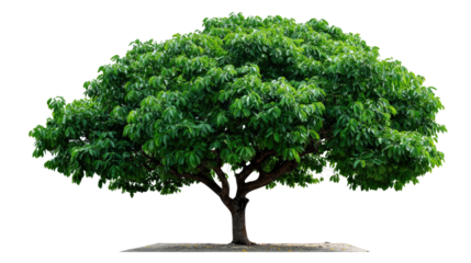 Magnificent Tree Silhouette: A lush, vibrant tree stands in full bloom, its verdant canopy spread wide, a symbol of growth and strength.