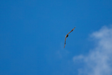 A bird of prey, viewed from below, glides in a slight turn through the sky with powerful wings fully extended, set against a vivid blue backdrop with soft clouds.