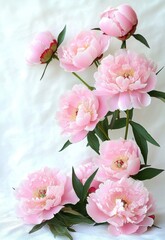 Delicate soft pink peony flowers with lush petals and green leaves arranged against a light background conveying elegance and tranquility