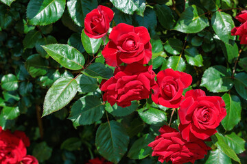 Beautiful red roses blooming in the rose garden in Izu.