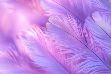 Obraz premium Close-up of delicate purple and pink feathers with soft light creating an ethereal and peaceful atmosphere