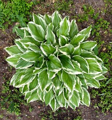decorative hosta plant displays lush arrangement green leaves with striking white edges. positioned...