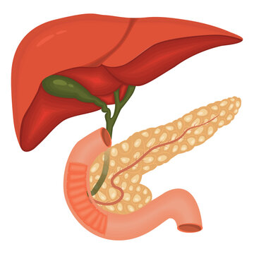 Human Digestive System Anatomy with Liver, Gallbladder, Pancreas, and Duodenum in Medical Illustration. Digestive system organs liver pancreas duodenum illustration.

