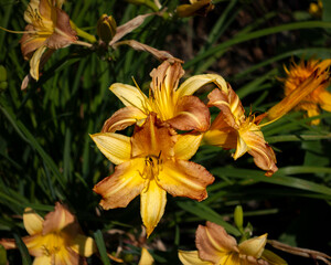 The plant in the image is a Daylily, Hemerocallis fulva, commonly called Tawny or Orange Daylily,...