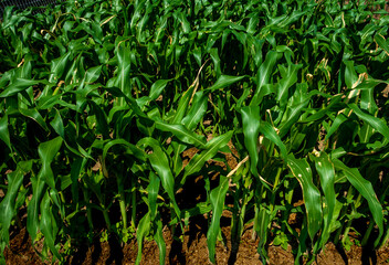 Corn, or maize, is a widely grown cereal grain. The plants in the image feature tall, sturdy stalks and broad green leaves, thriving under the sun in rows across fertile fields.