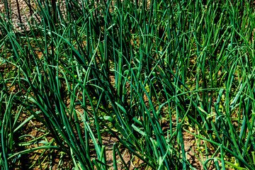 The image shows fresh green onions, also called scallions or bunching onions, with slender green...