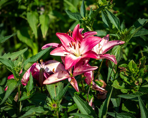 A vibrant Asiatic lily bursts with color, its broad petals unfurling in shades of red. Delicate...
