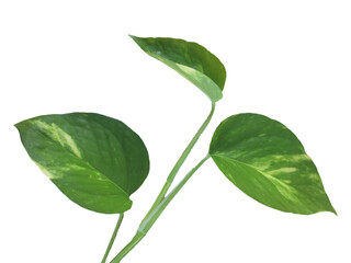 Fresh green leaves, isolated on a white background, display the vibrant growth of nature's foliage