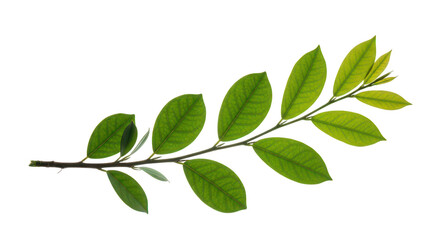 Fototapeta premium Lush Green Branch With Leaves