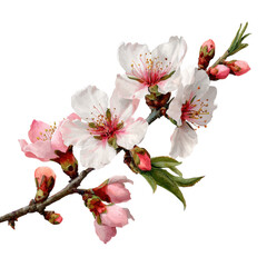 Obraz premium Almond branch showcasing delicate white flowers and pink buds, isolated on a transparent background, perfect for spring designs