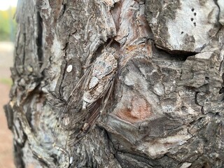tree bark texture