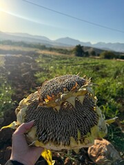 hedgehog in the garden