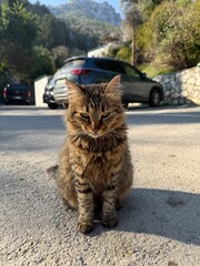 cat on the road