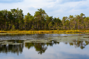 Calm water in Selisoo bog system, Estonia, reflects sky and lush forest line. Floating bog vegetation adds texture, highlighting serene, untouched beauty of this unique wetland.