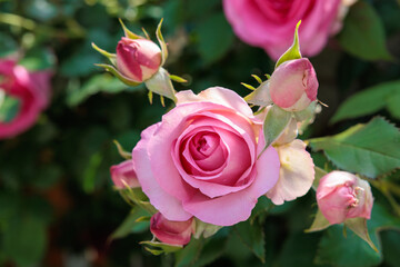 Beautiful pink rose flowers blooming in a garden in Nagano.
