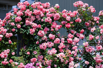 Beautiful pink rose flowers blooming in a garden in Nagano.