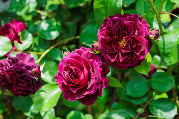 Beautiful purple-red rose flowers blooming in a garden in Nagano.
