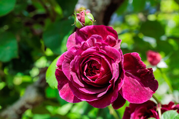 Beautiful purple-red rose flowers blooming in a garden in Nagano.