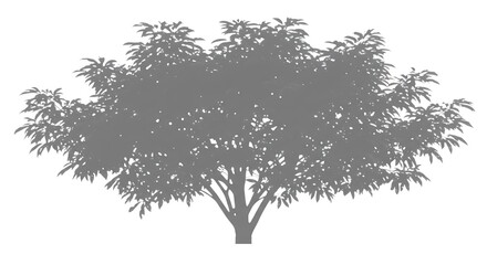 Obraz premium Silhouette tree isolated on white background