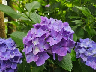 purple hydrangea flowers