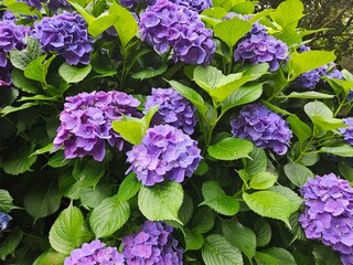 purple hydrangea flowers
