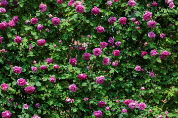Fototapeta premium Beautiful purple rose flowers blooming in a garden in Nagano.