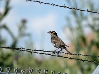 Female Red-winged Blackbird Perched on Barbed Wire Fence in Boulder, Colorado