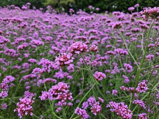Obraz premium Purple Verbena Flowers in Full Bloom