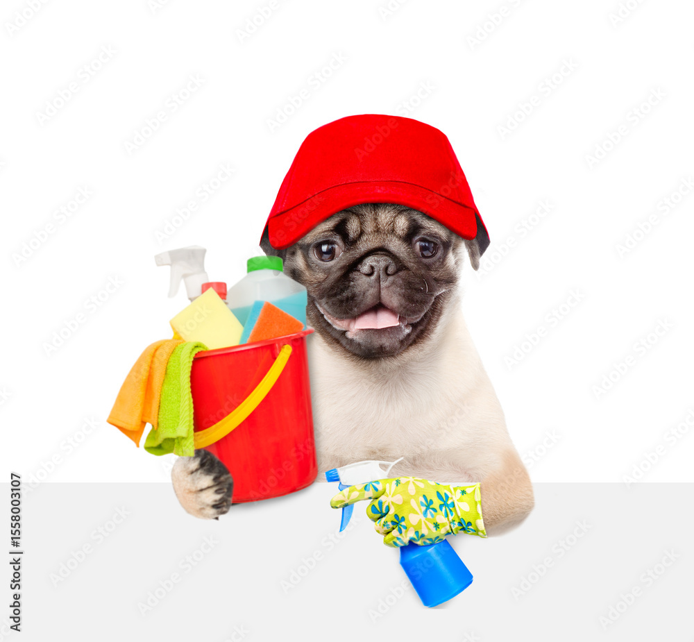 Poster cleaning concept. smiling pug puppy wearing red cap holds bucket with washing fluids, rags and spray